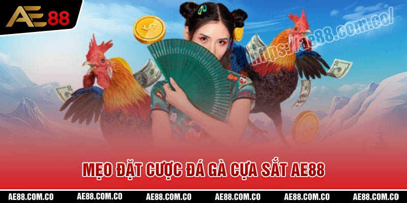 Mẹo đặt cược Đá gà cựa sắt AE88 dễ thắng